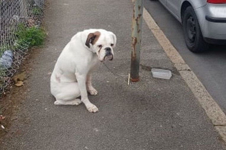 Imagem do “cão mais triste do mundo” após ser abandonado está a comover a Internet