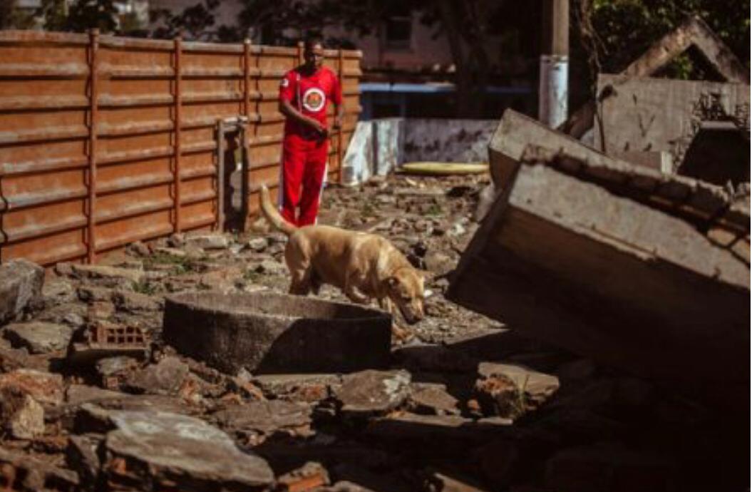 Cães e gatos resgatados em Brumadinho serão colocados para adoção