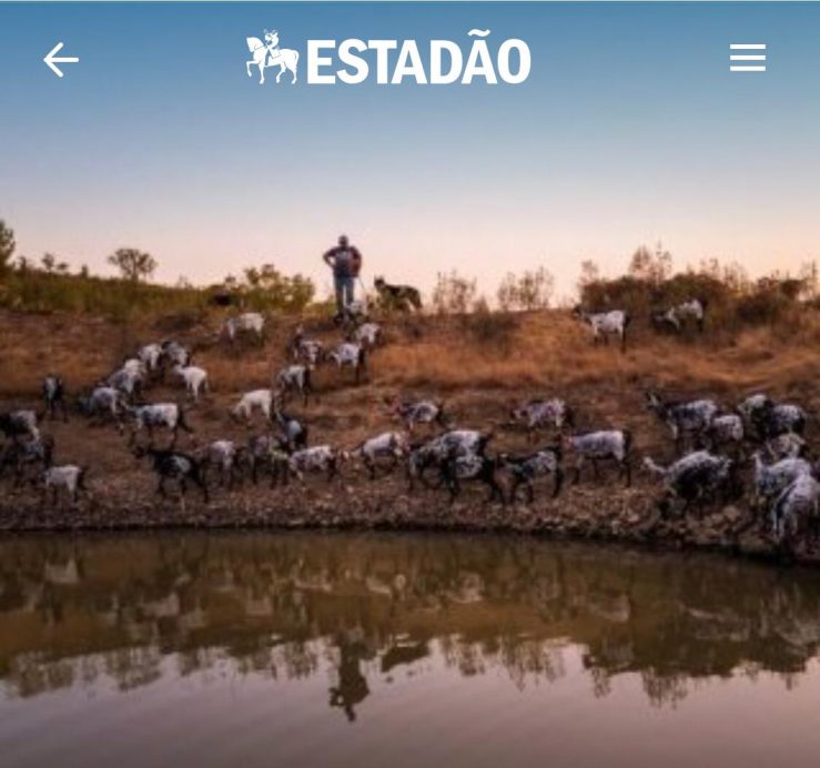 Portugal recorre às cabras para evitar novos incêndios florestais